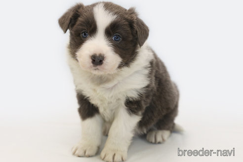 成約済の神奈川県のボーダーコリー-359948の1枚目